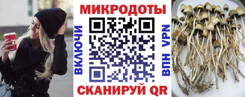 Галлюциногенные грибы Psilocybine cubensis  Унеча 